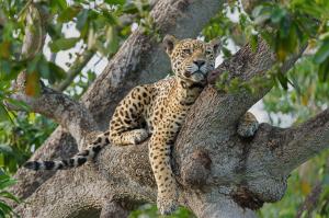 A jaguar in the wild. In the Pantanal, the world’s largest tropical wetland, wildlife observation has become a powerful economic alternative to deforestation, ensuring the survival of South America’s top predators. Credit: PlanetaEXO