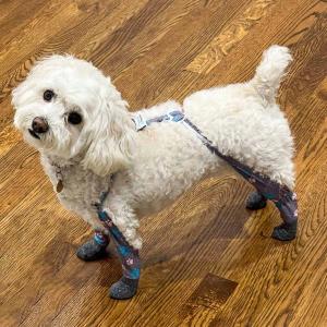 protective dog boots