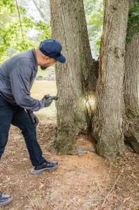 A Suburban pest professional inspects a tree for signs of ant activity.