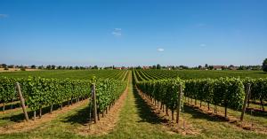 Panoramic view of vineyard rows under open blue sky along the San Miguel de Allende–Dolores Hidalgo corridor in Guanajuato, Mexico.