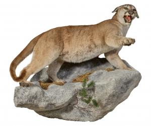 It is an eclectic auction, with items that include a taxidermied brown bear and mountain lion (shown), each mounted on realistic bases, estimated at $1,500-$2,500 each.
