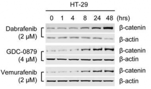 Western Blot analysis of HT-29 cells treated with Dabrafenib, GDC-0879, and Vemurafenib over 48 hours, measuring $\beta$-catenin and $\beta$-actin levels.