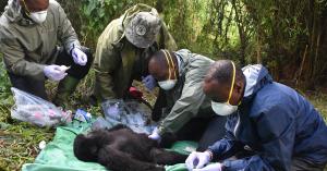 Image of Gorilla Doctors wildlife veterinarians in forest treating an infant mountain gorilla after it had been caught in a snare.
