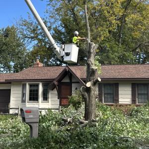 Tree Trimming in Grand Rapids MI with Big Chipper Tree Service
