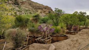 Desert cacti and succulents dug up in Scottsdale, AZ and moved to Boyce Thompson Arboretum so they would be saved.