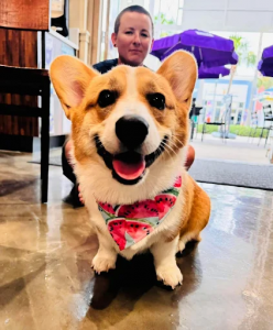 Santa Rosa Dog Training