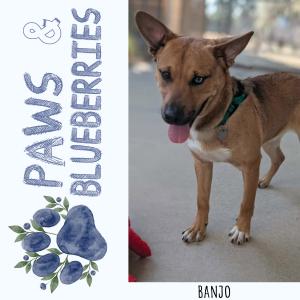 DogTuff Hosts: Paws & Blueberries Adoption Event