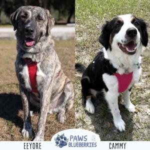 DogTuff Hosts: Paws & Blueberries Adoption Event