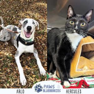 DogTuff Hosts: Paws & Blueberries Adoption Event