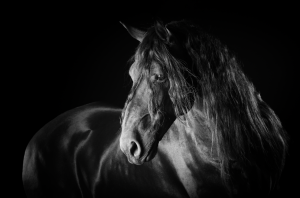 Nocturne, by Photographer Maria Marriott