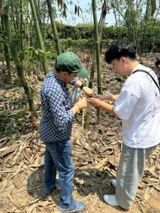 Dense bamboo forest landscape in Baihe District, Tainan, where researchers assess carbon sequestration and ecological value.