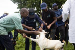 Image shows a veterinarian administering a vaccine to a goat on a farm in Kwale County, Kenya.