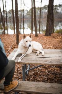 Off leash k9 dog training Hampton Roads dog photo