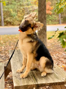 Off leash k9 training Hampton Roads Photo