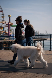 Off leash k9 training Murrieta