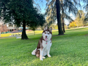 Off leash k9 training Southern California