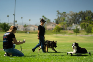 Off leash k9 training Murrieta, SC