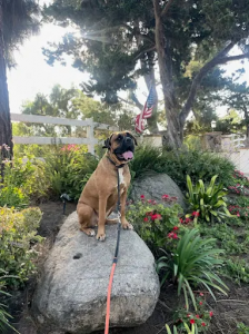 Off leash k9 training Southern California Dog Training