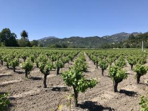 150-year-old dry-farmed Zinfandel vines at Canard Vineyard in Napa Valley showcasing historic, sustainable viticulture