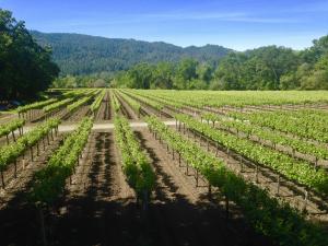 Canard Vineyard’s Bordeaux varietals produce balanced, terroir-driven wines rooted in Napa Valley tradition.