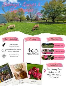 Donkeys, Donuts, & DIY Peonies Flyer