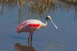 Everglades Roseate Spoonbill