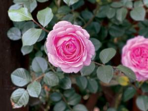 Image of Oxford Girl Climbing Rose