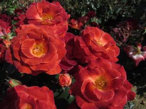 Image of Mysterious Floribunda Rose