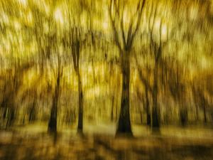 The Gold in Nature – Abstract ICM woodland photograph with golden light, blurred trees, vertical rhythm, and painterly forest atmosphere