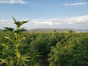 Southern Oregon Terroir