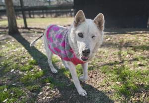 A canine resident at Hallie Hill Animal Sanctuary in Hollywood, SC near Charleston, SC.