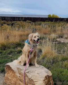 Off leash k9 training Photo