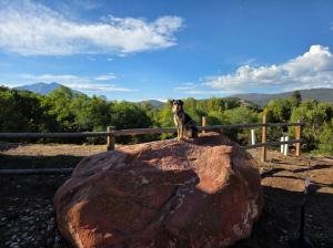 Off leash k9 training Denver Colorado Photo