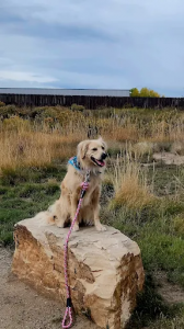 Off leash k9 training Photo Denver
