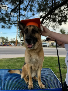 Off leash k9 training Photo Colorado