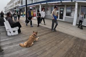 Off leash k9 training Dover