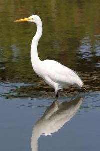 Everglades White Heron
