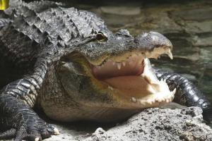 Everglades Alligator