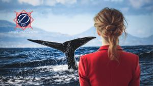 Designs Group Consulting Launches Dedicated Marketing & Business Support for Ocean and Marine Mammal Nonprofits
