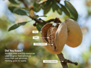 The brown branch and green leaves of an almond tree with blue sky in the background as seen in the orchard of a California grower / farmer. At center is the almond hull (slightly fuzzy and similar to a peach) and inside that is the distinct woody and pock