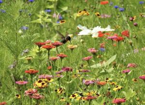Hummingbird hovering over pink and orange wildflowers in a green meadow with mixed blooms, illustrating a pollinator friendly garden with diverse plant species.