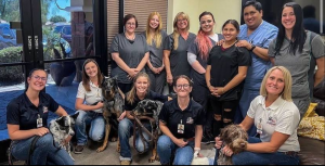 team pet life veterinary clinic vet near me in glendale az