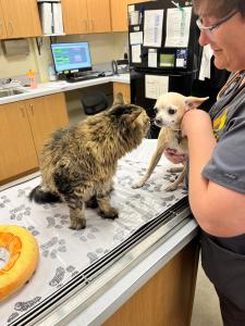 animal hospital for dogs and cats in Paradise Valley, North Phoenix, AZ
