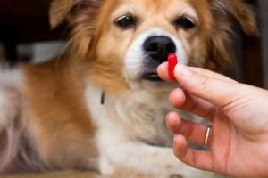 veterinary parasiticides market