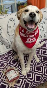 Canine Blood Bank Donor