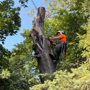 Tripoli Tree Care provides safe and professional tree removal services for homeowners across Pittsburgh.