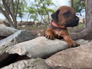 rhodesian puppies for sale