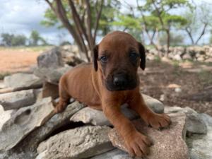 ridgeback puppies for sale