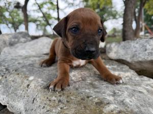 rhodesian puppies for sale 2027