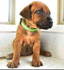 Rhodesian Ridgeback Puppies for sale Near Me